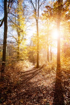 Beautiful forest in autumn, bright sunny day with colorful leaves on the floor