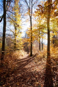 Beautiful forest in autumn, bright sunny day with colorful leaves on the floor