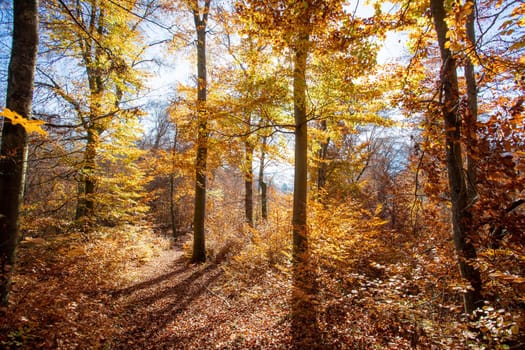 Beautiful forest in autumn, bright sunny day with colorful leaves on the floor