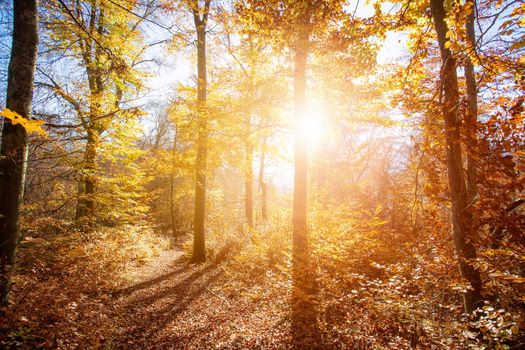 Beautiful forest in autumn, bright sunny day with colorful leaves on the floor