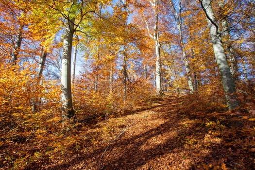 Beautiful forest in autumn, bright sunny day with colorful leaves on the floor