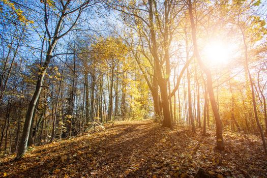 Beautiful forest in autumn, bright sunny day with colorful leaves on the floor