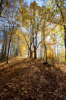 Beautiful forest in autumn, bright sunny day with colorful leaves on the floor