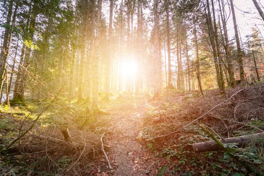 Magical sunset and sunbeams in the woodland. Green grass, tree trunks and light.