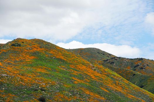 California Golden Poppy and Goldfields blooming in Walker Canyon, Lake Elsinore, CA. USA. Bright orange poppy flowers during California desert super bloom spring season.