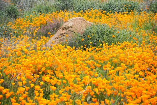 California Golden Poppy and Goldfields blooming in Walker Canyon, Lake Elsinore, CA. USA. Bright orange poppy flowers during California desert super bloom spring season.