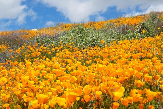 California Golden Poppy and Goldfields blooming in Walker Canyon, Lake Elsinore, CA. USA. Bright orange poppy flowers during California desert super bloom spring season.