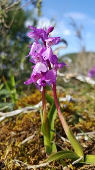 Purple Moth orchids in Parque Natural de las Sierras de Aire y Candeeiros Portugal