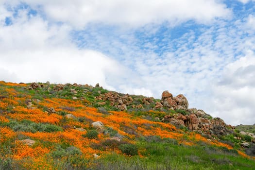 California Golden Poppy and Goldfields blooming in Walker Canyon, Lake Elsinore, CA. USA. Bright orange poppy flowers during California desert super bloom spring season.