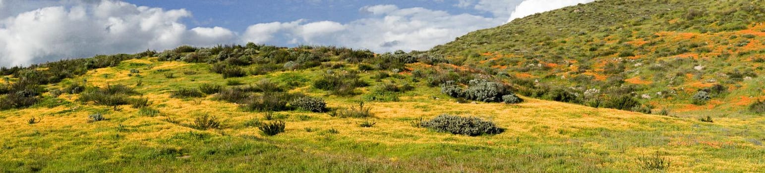 Panoramic view of California Golden Poppy and Goldfields blooming in Walker Canyon, Lake Elsinore, CA. USA. Bright orange poppy flowers during California desert super bloom spring season.