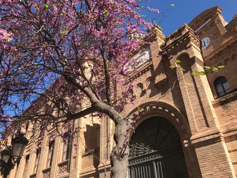 Pink blossom in Cadiz Spain