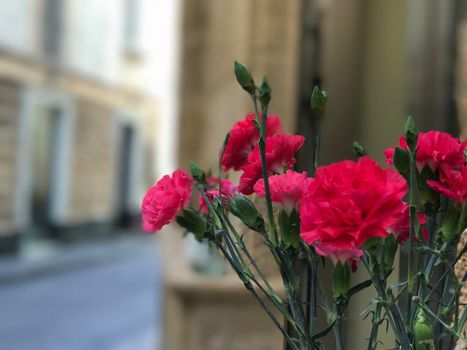 Pink flowers in the streets of Cadiz Spain