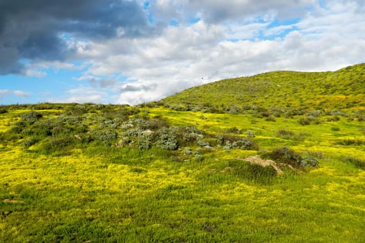 California Golden Poppy and Goldfields blooming in Walker Canyon, Lake Elsinore, CA. USA. Bright orange poppy flowers during California desert super bloom spring season.