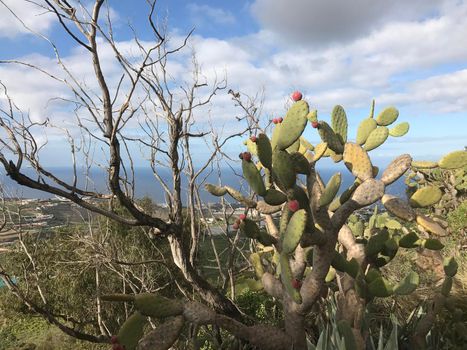 Cactus at mount Arucas in Gran Canaria

