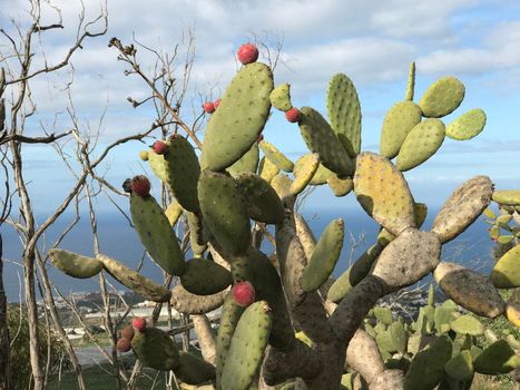 Cactus at mount Arucas in Gran Canaria

