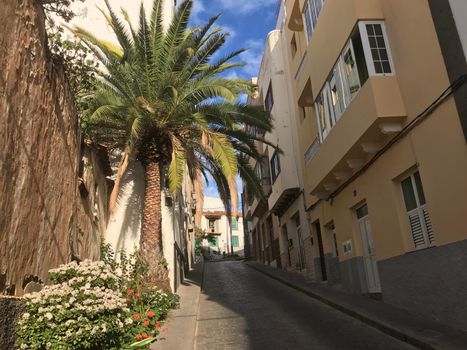 Palmtree in the streets of Arucas Gran Canaria