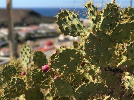 Cactus with Agaete Gran Canaria Canary Islands Spain in the background

