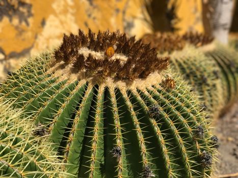 Cactus in Galdar Gran Canaria Canary Islands Spain