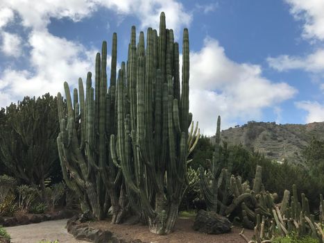 Big cactus at Jardin Canario botanic gardens in Las Palmas Gran Canaria
