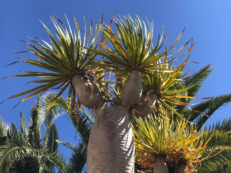 Dragon tree in Galdar Gran Canaria Canary Islands Spain