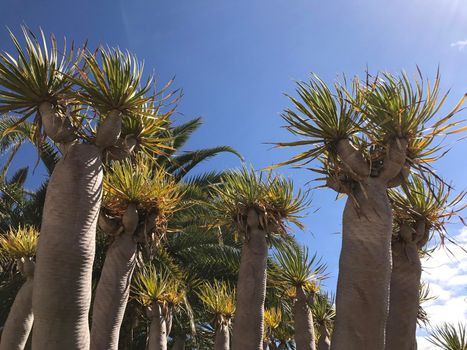 Dragon tree in Galdar Gran Canaria Canary Islands Spain