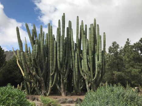 Big cactus at Jardin Canario botanic gardens in Las Palmas Gran Canaria
