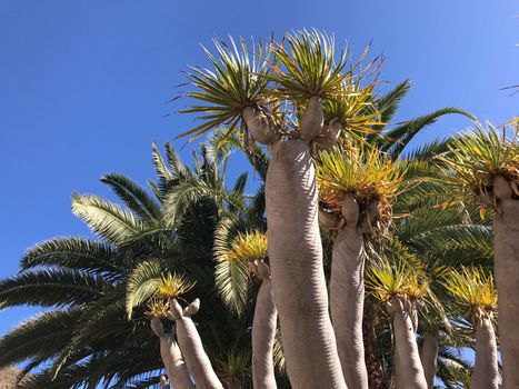 Dragon tree in Galdar Gran Canaria Canary Islands Spain