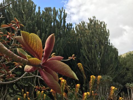 Flower at Jardin Canario botanic gardens in Las Palmas Gran Canaria