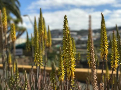 Flowers in Galdar Gran Canaria Canary Islands Spain