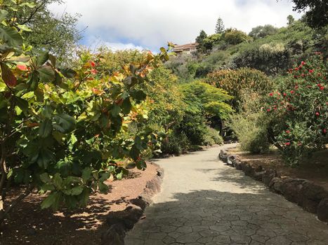 Path through Jardin Canario botanic gardens in Las Palmas Gran Canaria
