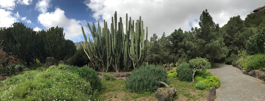 Panorama from the Jardin Canario botanic gardens in Las Palmas Gran Canaria