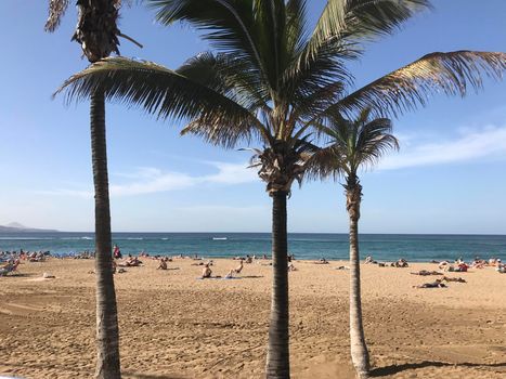 Palmtrees at Playa de Las Canteras in Las Palmas Gran Canaria