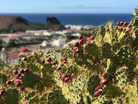 Cactus with Agaete in the background at Gran Canaria Canary Islands Spain