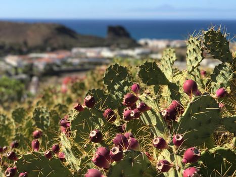 Cactus with Agaete in the background at Gran Canaria Canary Islands Spain