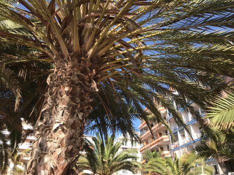 Apartments and palmtrees at playa de Las Canteras in Las Palmas Gran Canaria