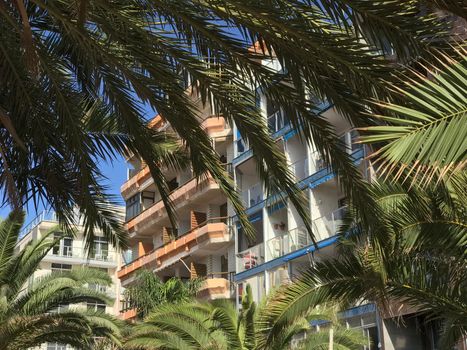 Apartments and palmtrees at playa de Las Canteras in Las Palmas Gran Canaria