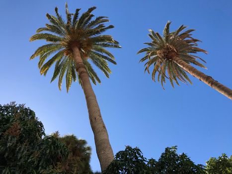 Big palmtrees with blue sky in Agaete Gran Canaria Canary Islands