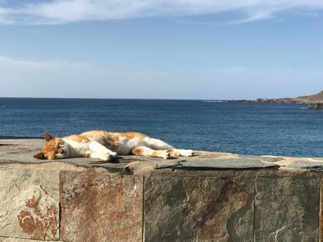 Sleeping cat in Las Palmas Gran Canaria