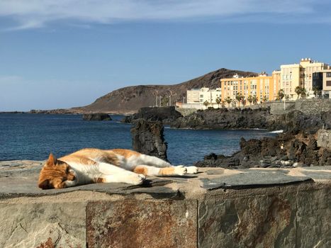 Sleeping cat in Las Palmas Gran Canaria