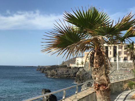 Palmtree at the boulevard towards Confital in Las Palmas Gran Canaria