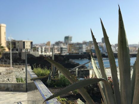 Cactus with the city Las Palmas in Gran Canaria in the background