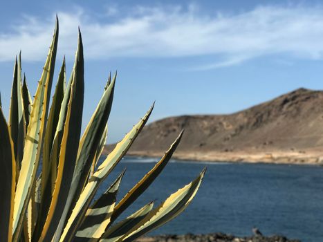 Cactus in front of Confital at La Isleta in Las Palmas Gran Canaria