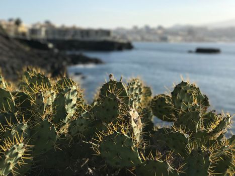 Cactus at Confital in Las Palmas Gran Canaria