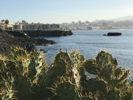 Cactus at Confital in Las Palmas Gran Canaria