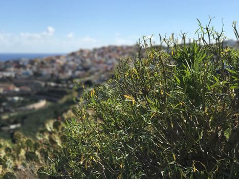 looking over Las Palmas old town Gran Canaria