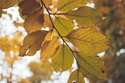 Colorful leaves in a park, autumn, copy space