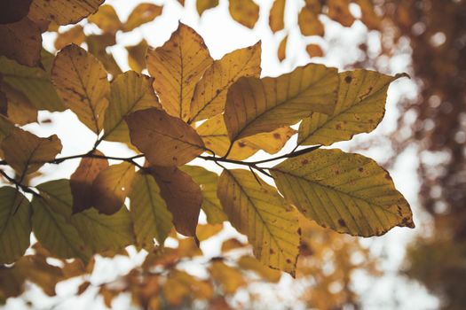 Colorful leaves in a park, autumn, copy space