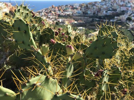 Cactus with Las Palmas old town Gran Canaria in the beackground