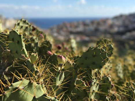 Cactus in front of Las Palmas old town Gran Canaria