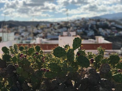 Looking over Las Palmas old town Gran Canaria